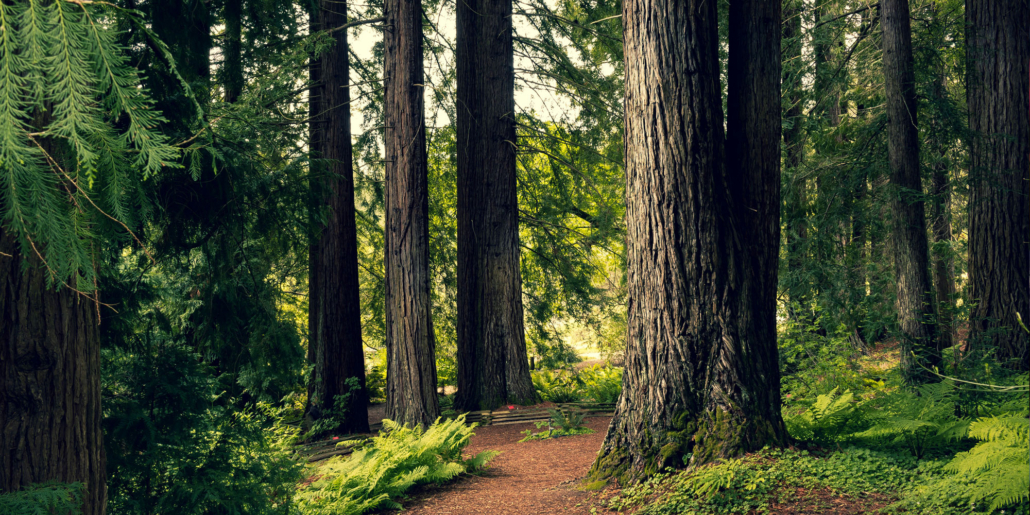 padure-stejar-natura